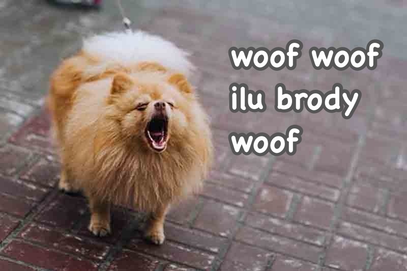 woof woof ilu brody woof
