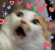 cat surrounded by hearts