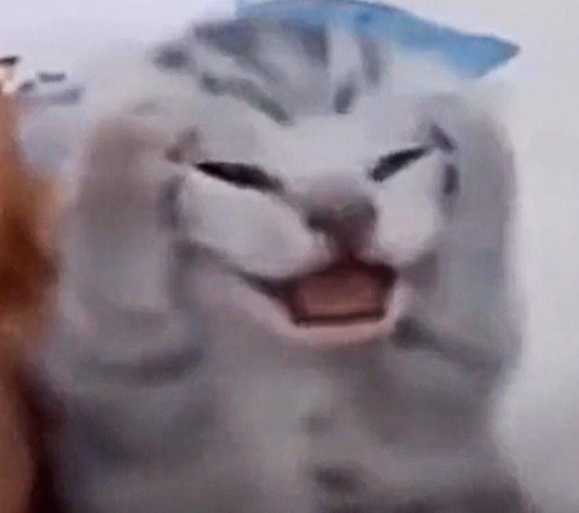 screaming cat